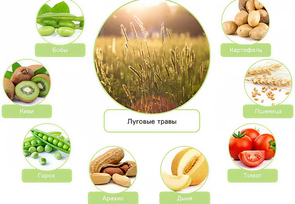 бобы, трава, фрукты